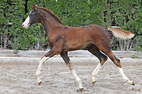 Ermi Lacou Jumping